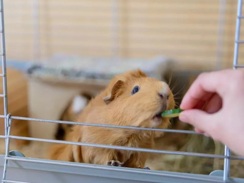 Feeding a Guinea Pig