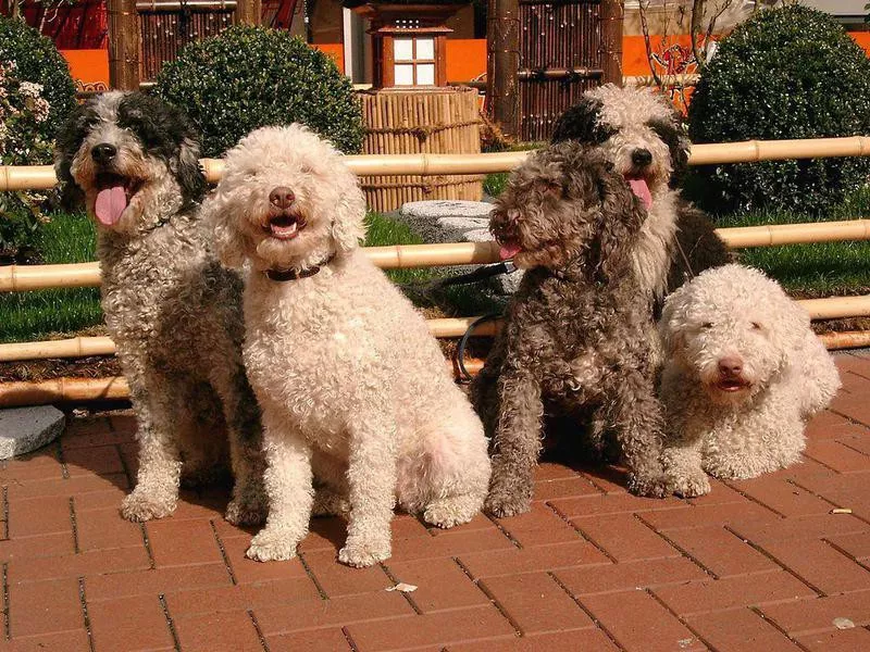 spanish water dog