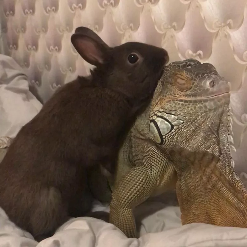 Rabbit and iguana