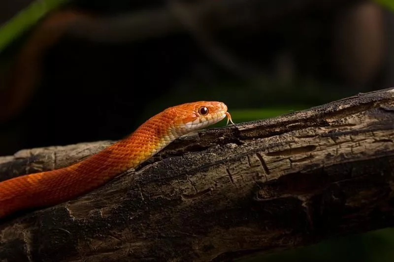 Corn Snake