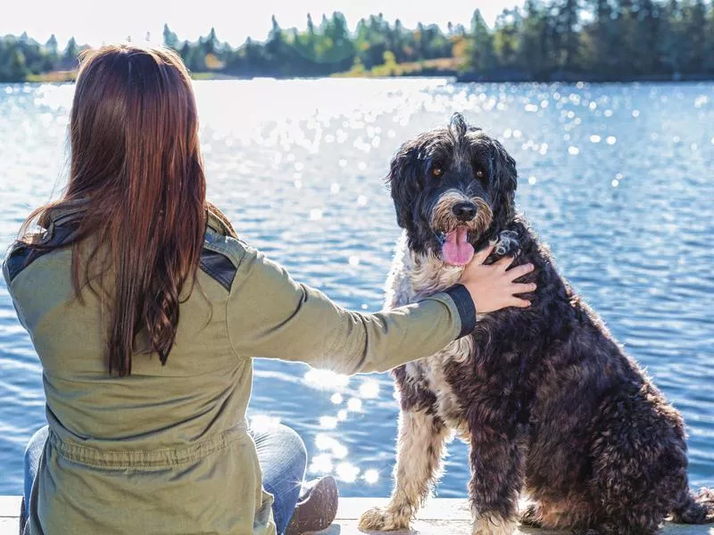 portuguese water dog