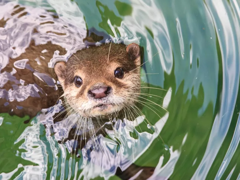 Otter in water