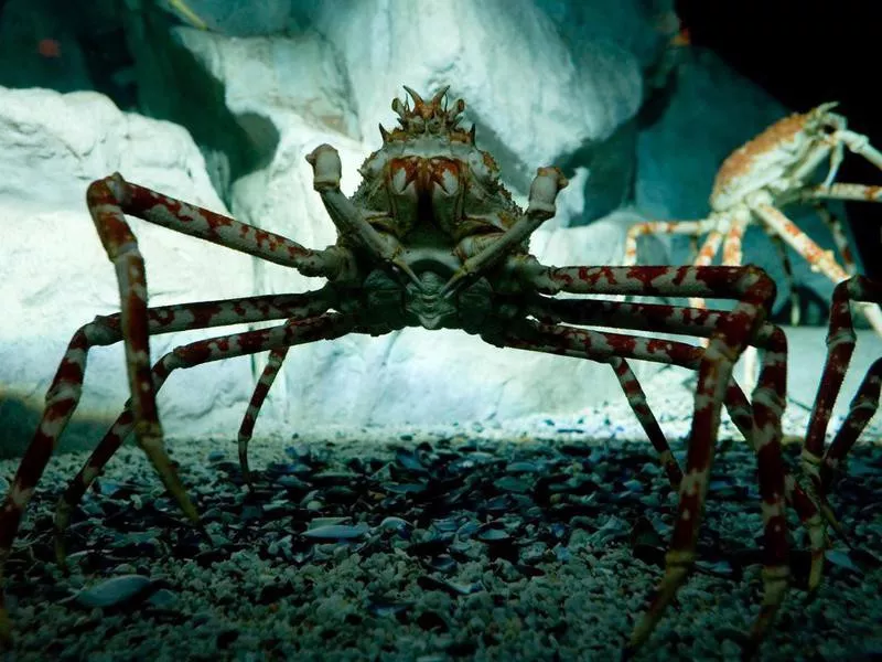 Japanese Spider Crab