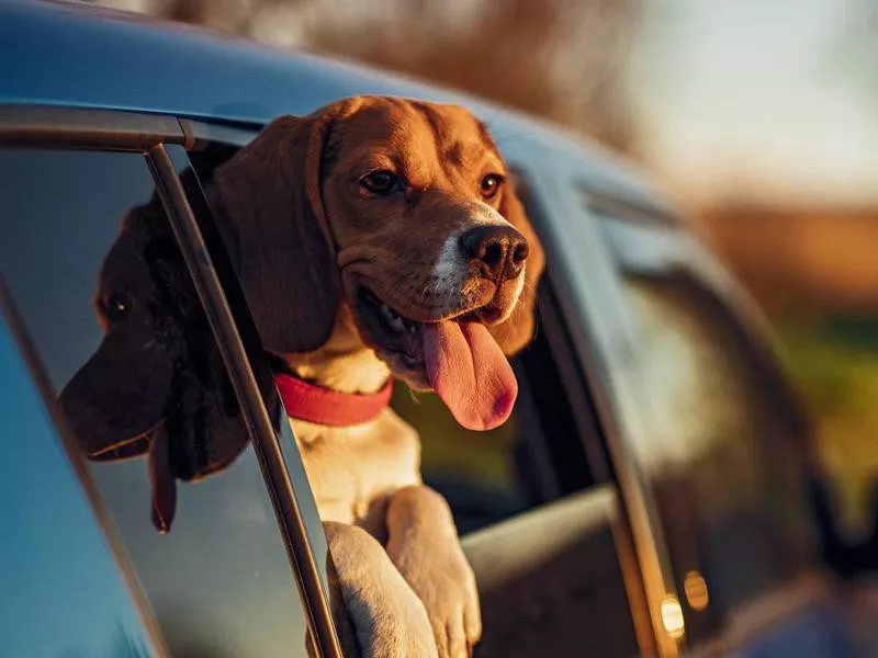 Happy dog in car window