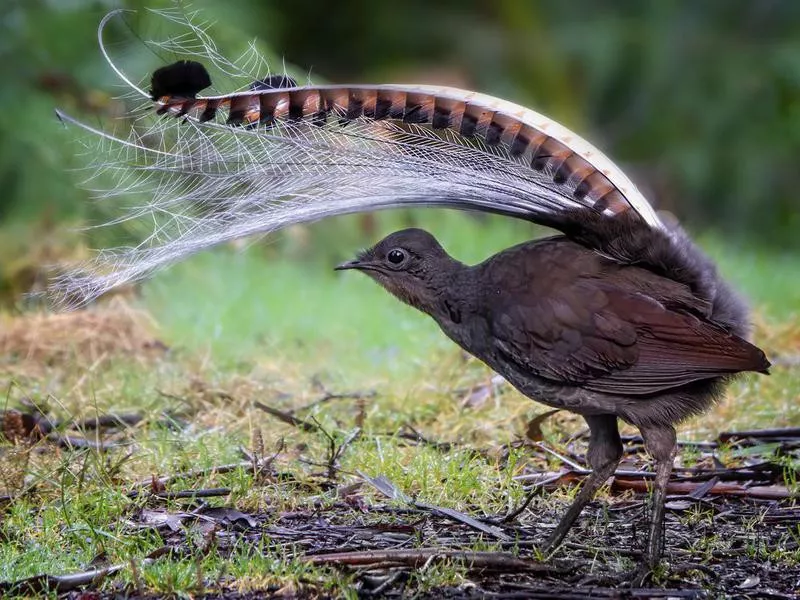 Lyrebird