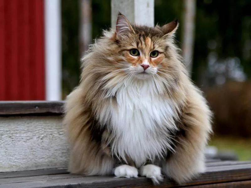 Norwegian Forest cat