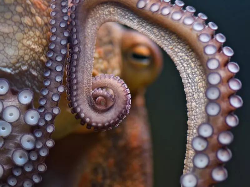 Octopus close up