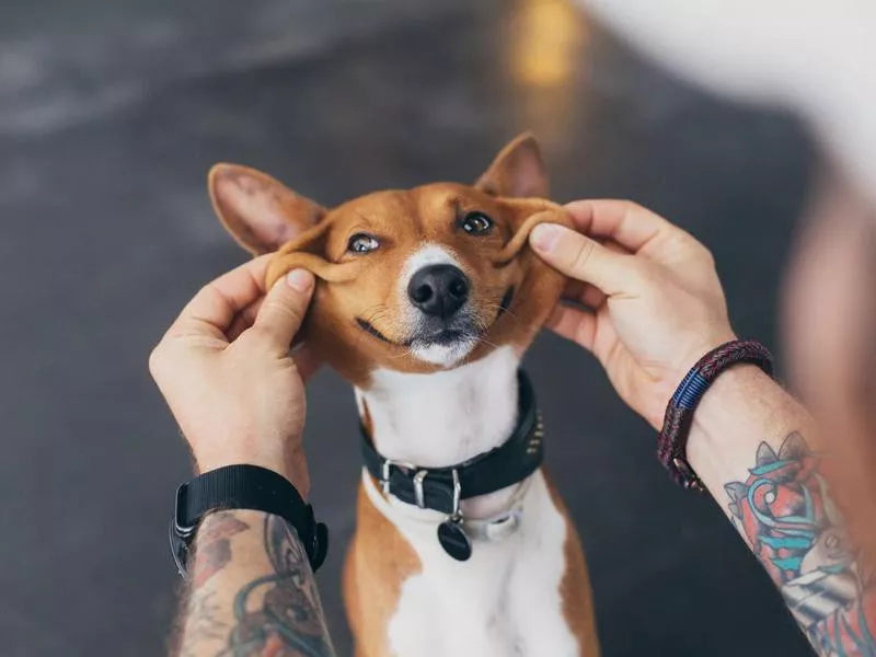 basenji