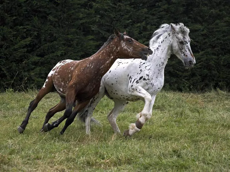 Appaloosa