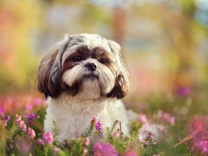 Shih Tzu