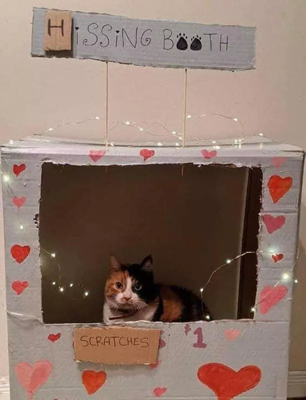 Cat kissing booth