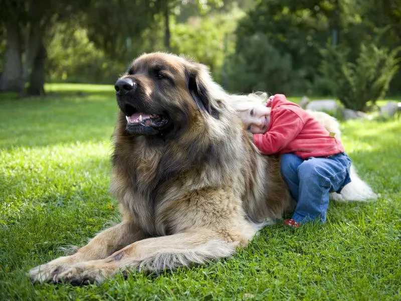 Leonberger