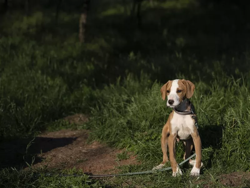 Dog sitting in the meadow