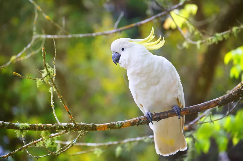 Sulphur Crested Cockatoo