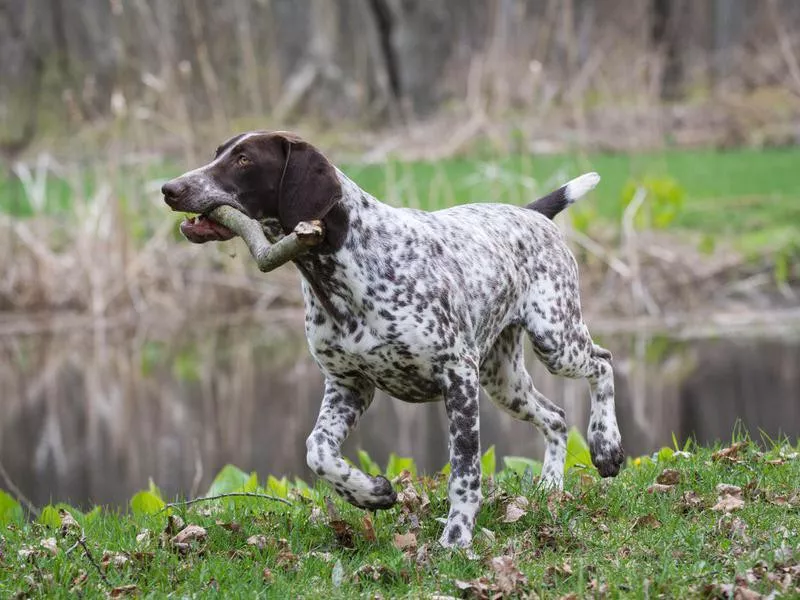 German Shorthaired Pointer