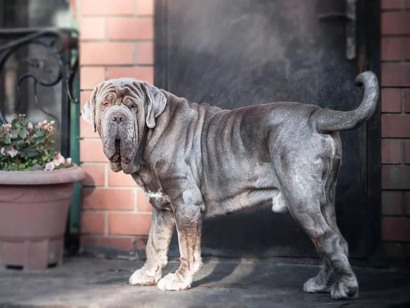 Neapolitan Mastiff