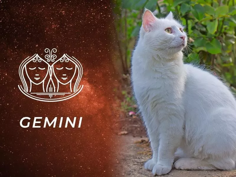 Gemini: Turkish Van