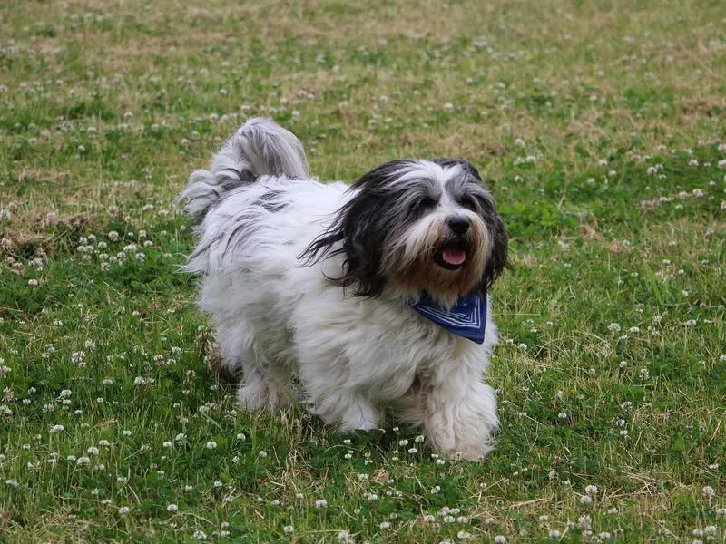 Polish Lowland Sheepdog