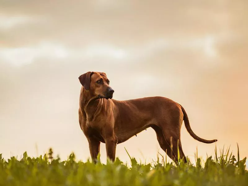 Rhodesian Ridgeback