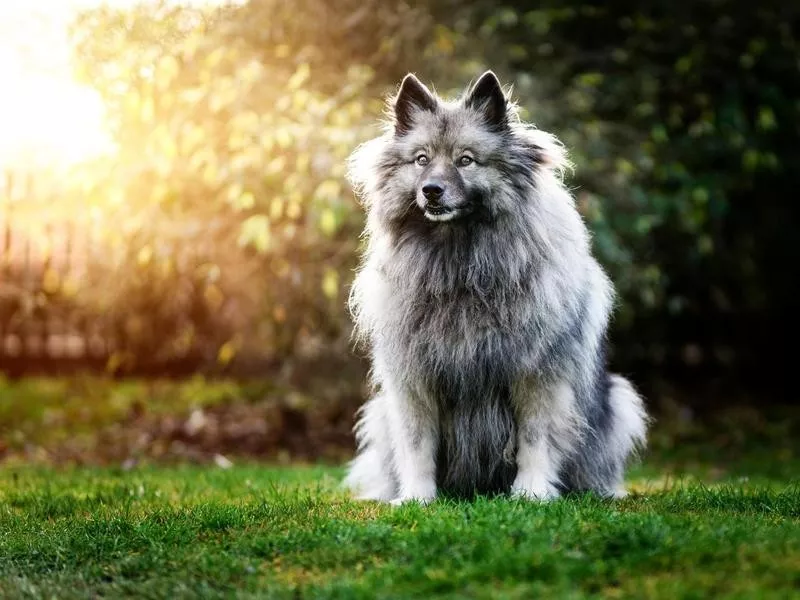 Keeshond