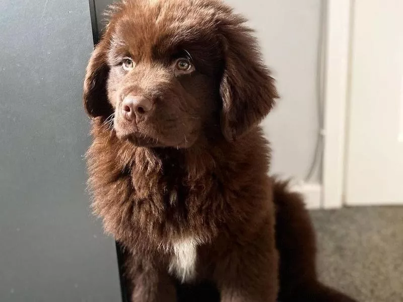 Newfoundland puppy