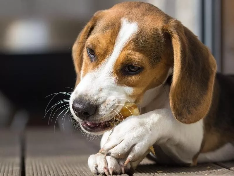 Dog eating bone