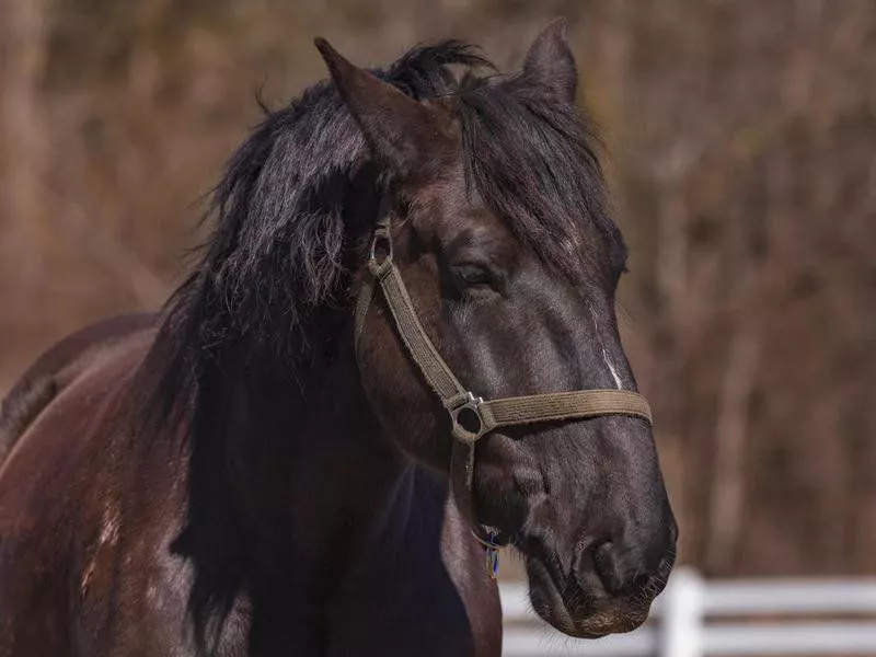 Percheron Horse Close-up