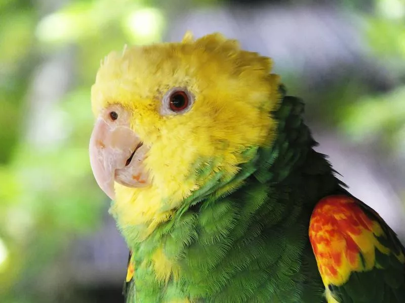 Double Yellow-Headed Amazon