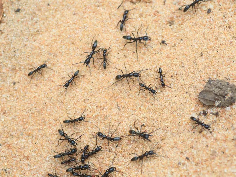 Driver ants or safari ants (Dorylus sp) in Zambia