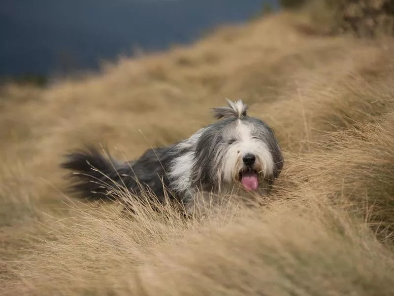 Bearded Collie