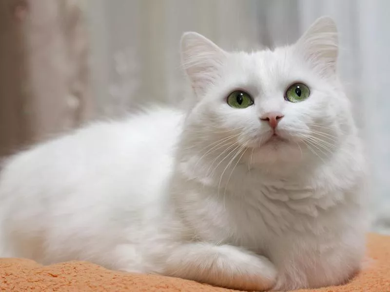 Turkish Angora