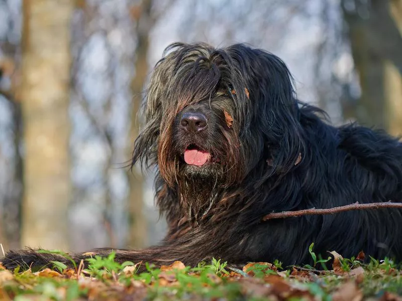 Bergamasco Sheepdog