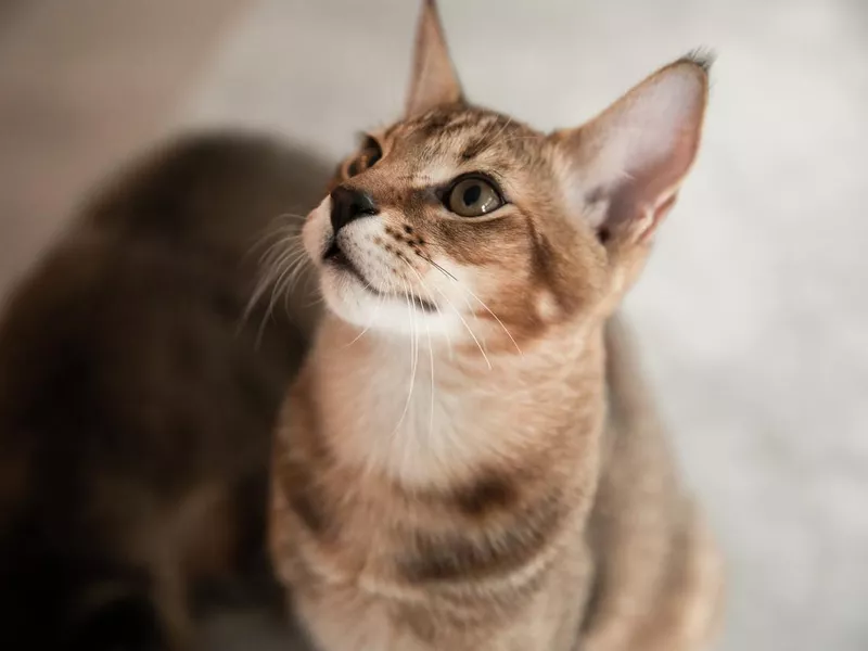 Chausie cat