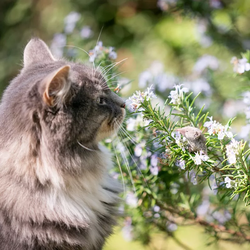 Rosemary