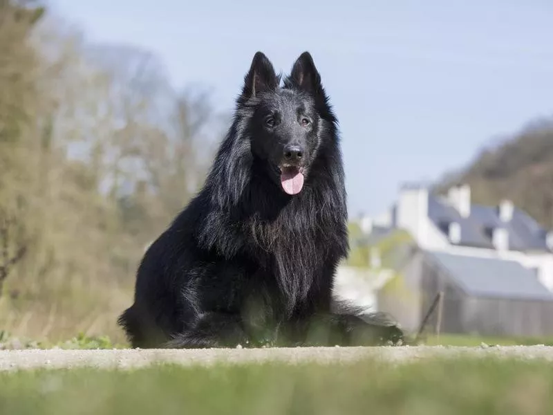 Belgian Sheepdog