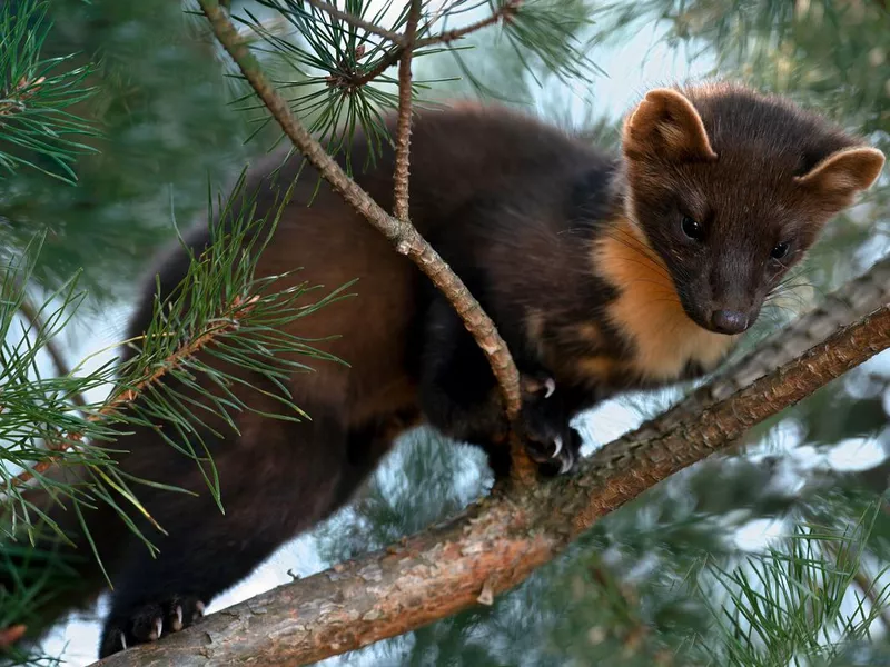 Pine Marten