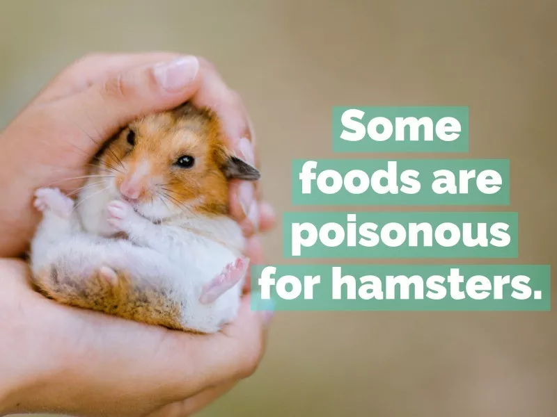 hamster