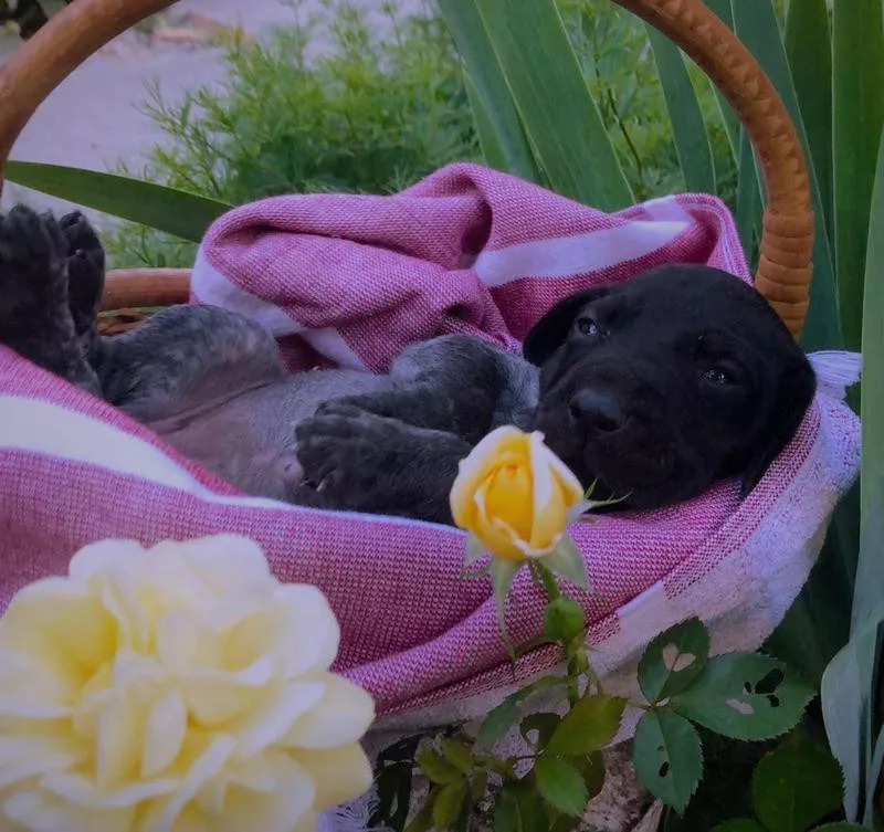 Sleeping pit bull puppy