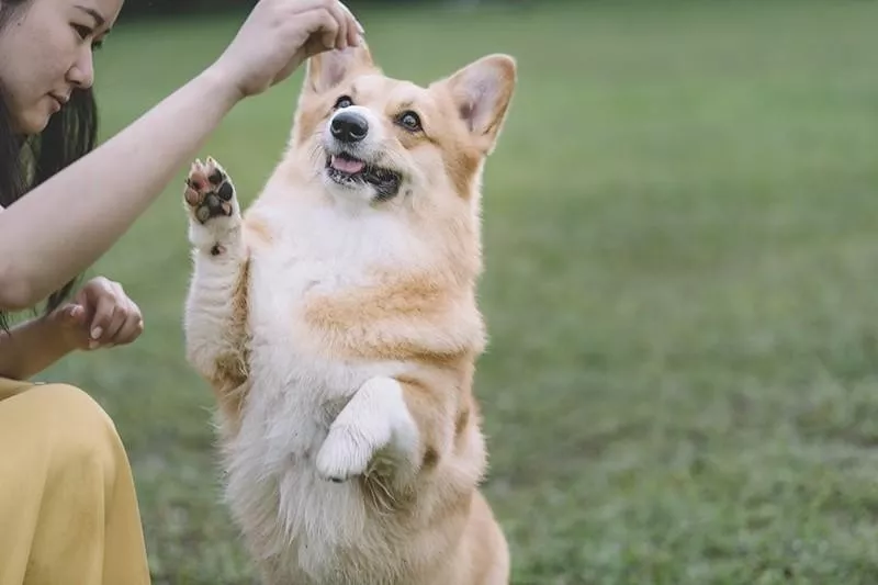 Pembroke Welsh Corgi