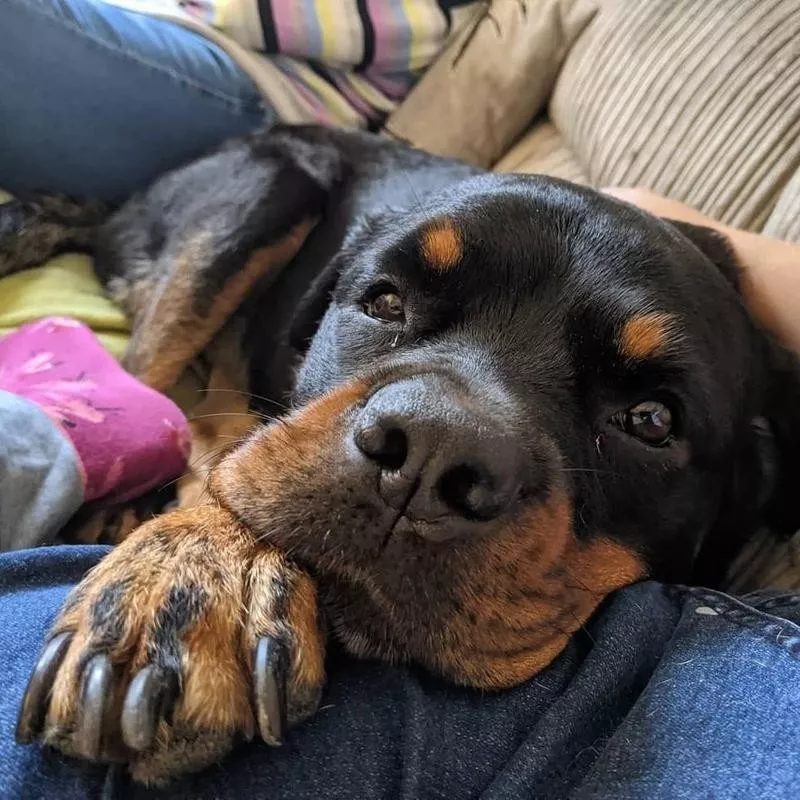 Rottweiler