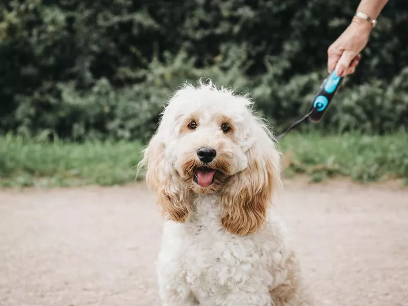 Cockapoo on a leash