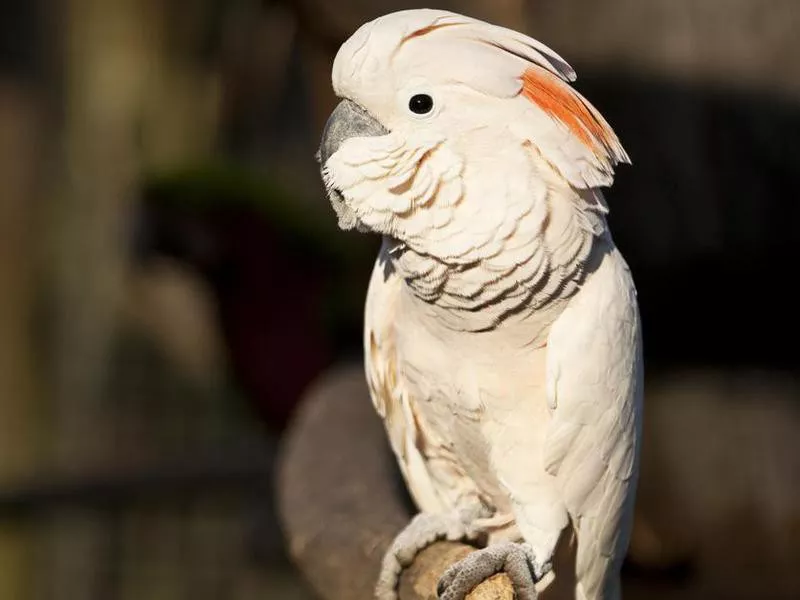 Moluccan Cockatoo