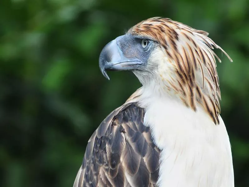 Philippine Eagle