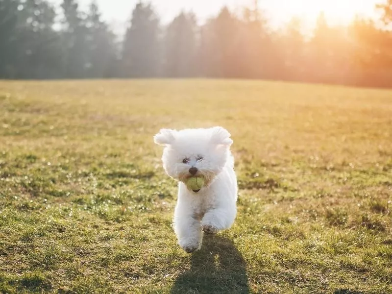 Bichon Frise