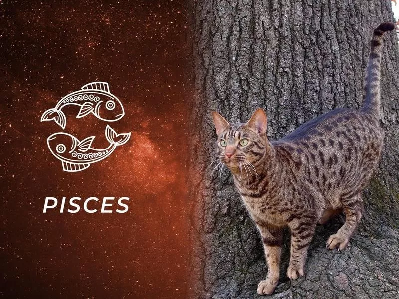 Pisces: Ocicat