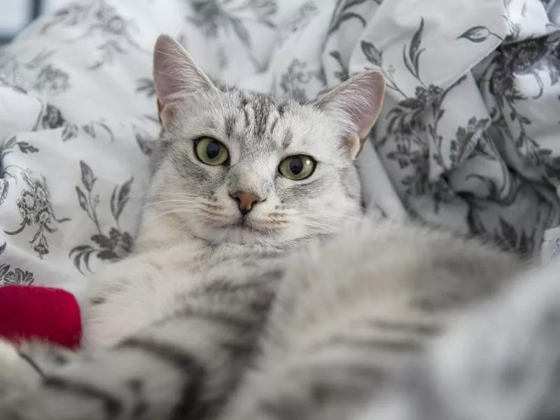 Egyptian Mau cat