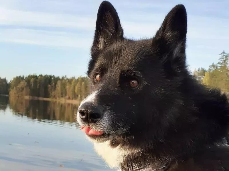 Karelian bear dog