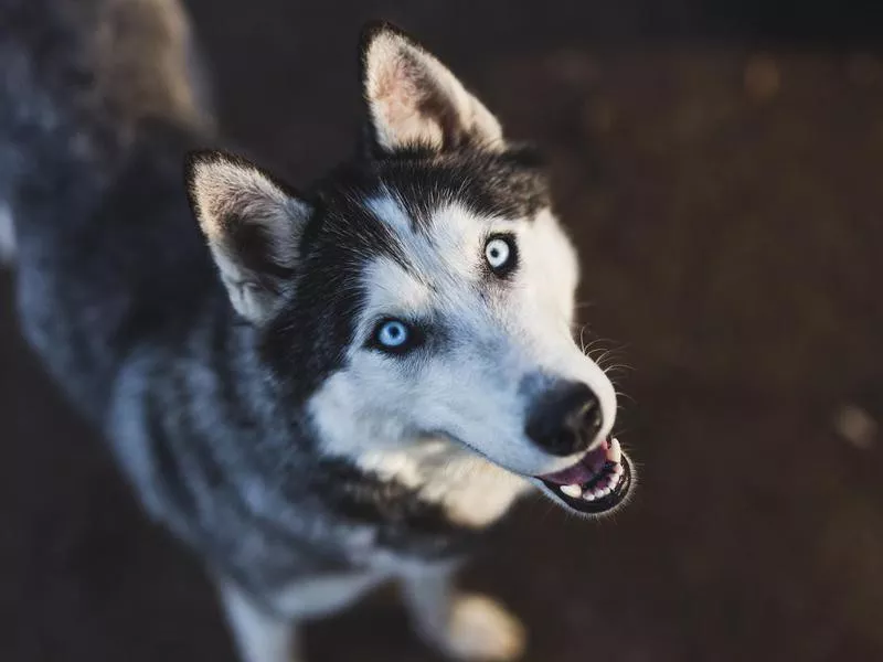 Goofiest Dog Breeds: Siberian Husky