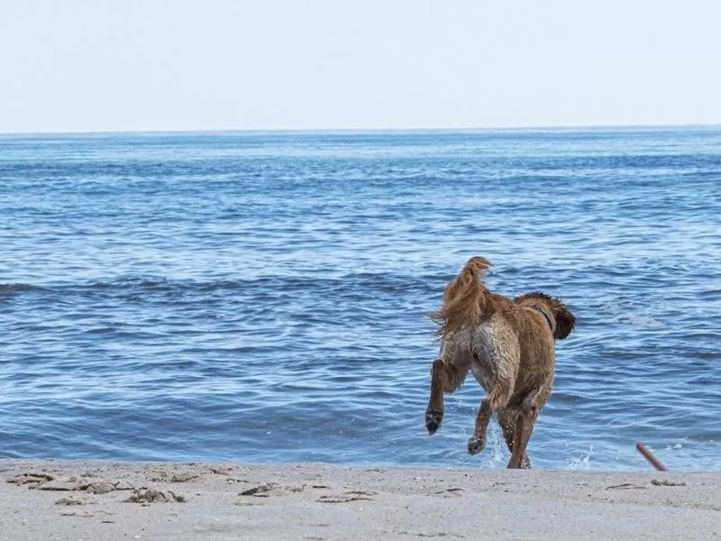 Fire Island National Seashore