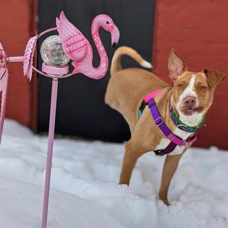 three-legged dog in snow